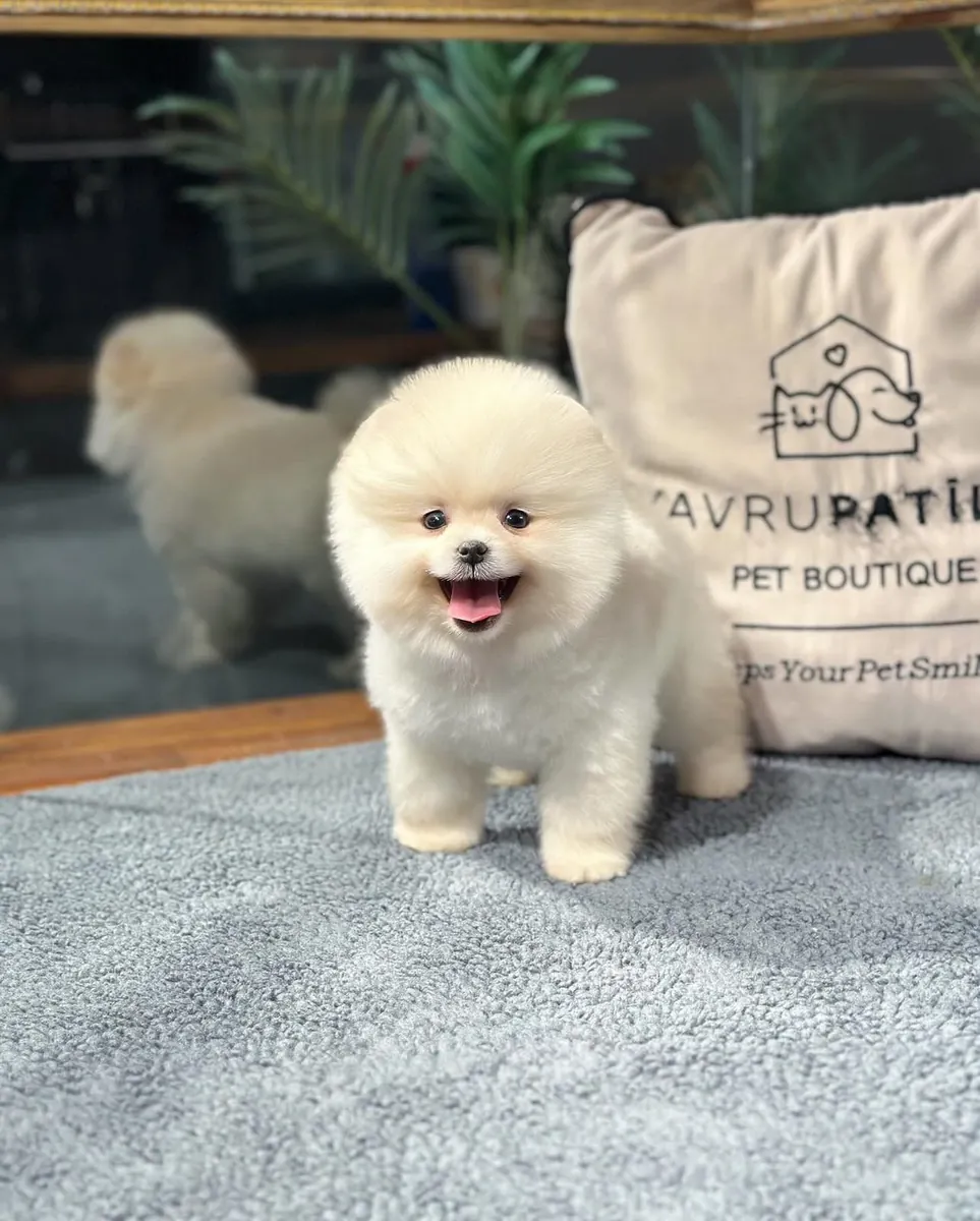 Premium Pomeranıan Yavrular | Sözleşmeli ve Sağlık Garantili Teslim