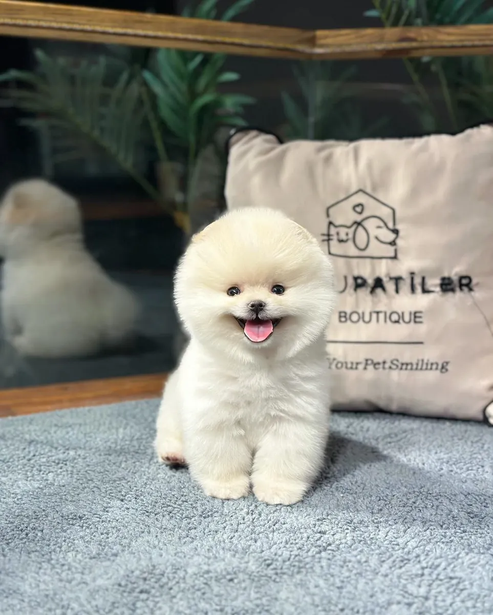 Premium Pomeranıan Yavrular | Sözleşmeli ve Sağlık Garantili Teslim
