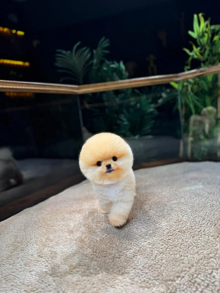 Güvenle Pomeranian Sahiplenin | Sağlık Garantisi + 7/24 Destek
