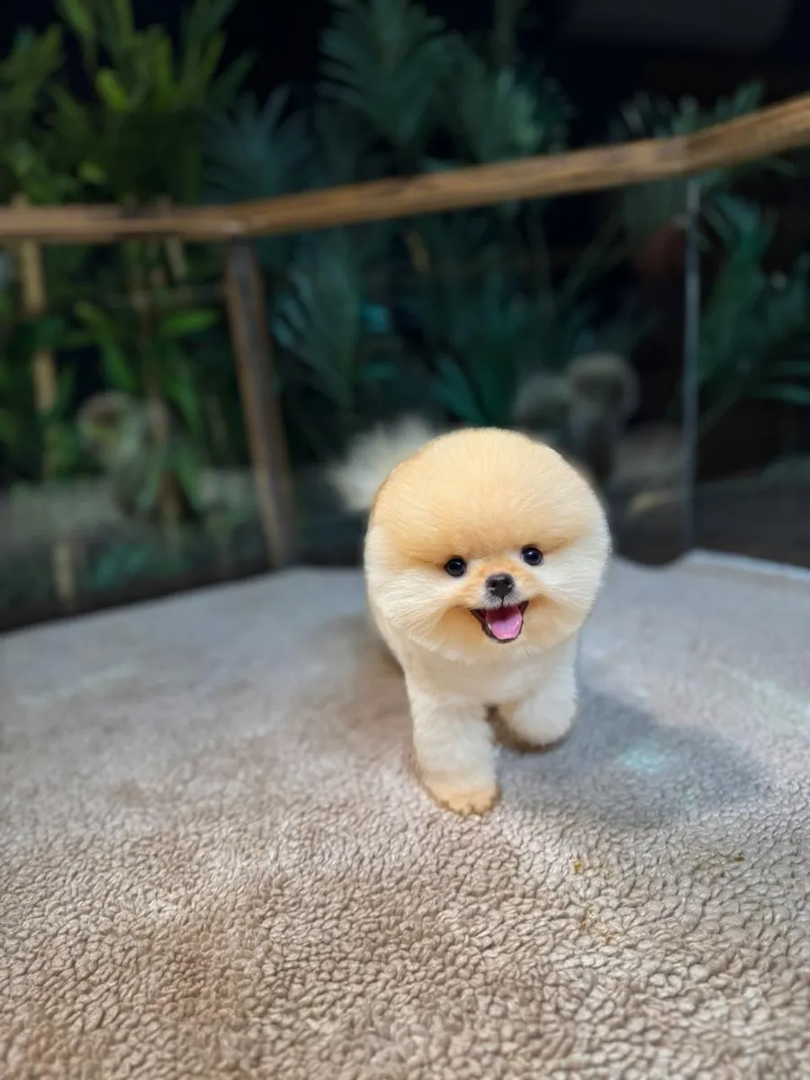 Güvenle Pomeranian Sahiplenin | Sağlık Garantisi + 7/24 Destek