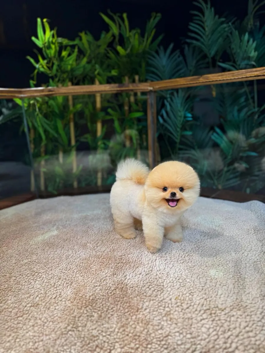 Güvenle Pomeranian Sahiplenin | Sağlık Garantisi + 7/24 Destek