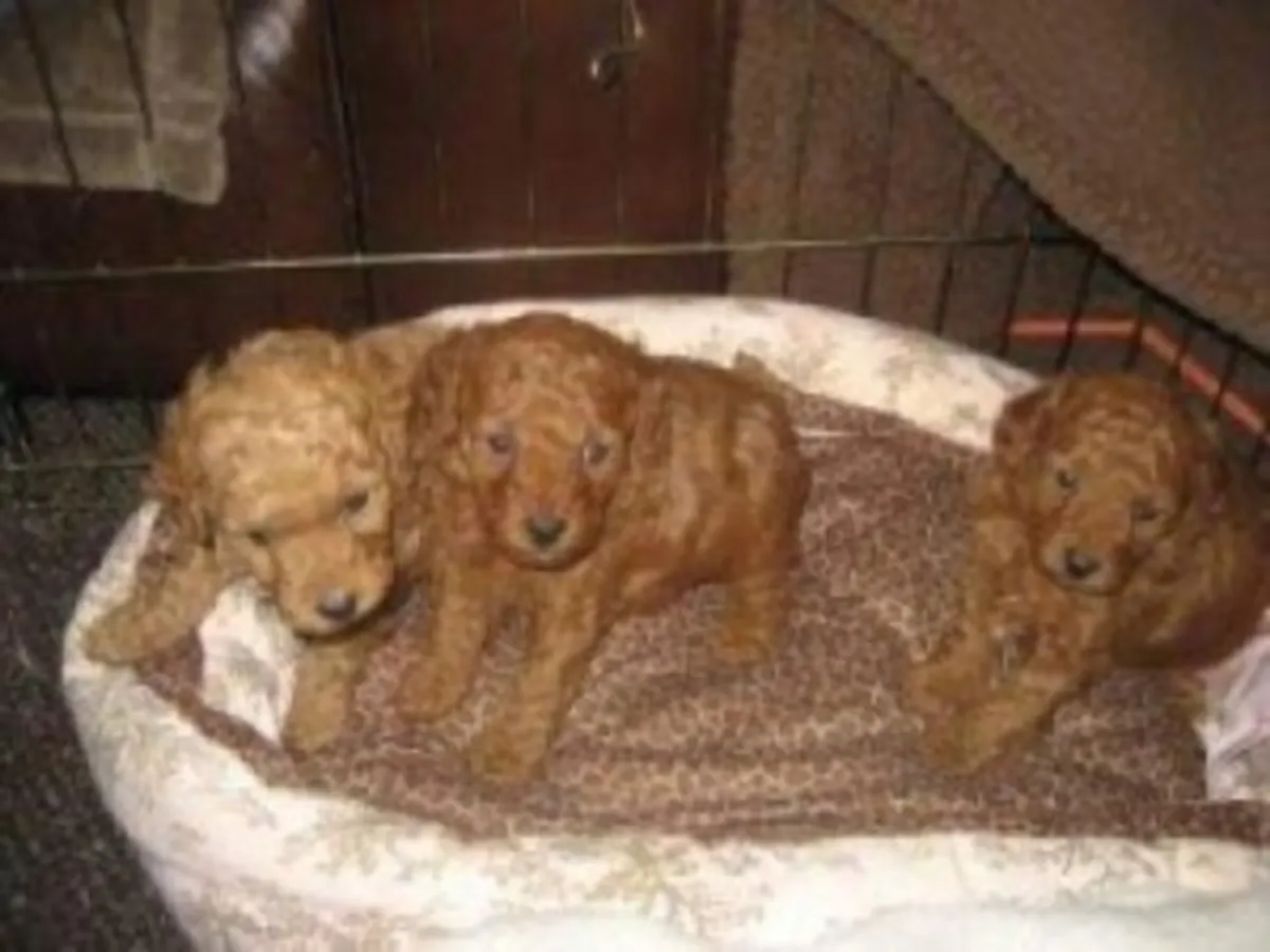 beautiful Toy Poodle pups