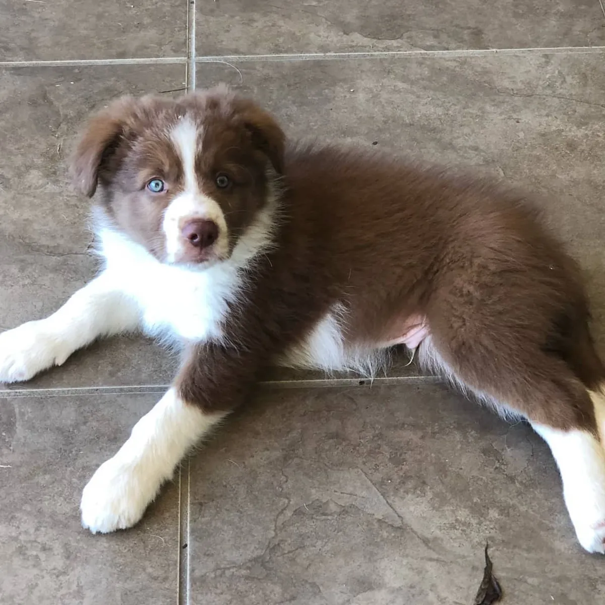 Cachorros de Border Collie juguetones