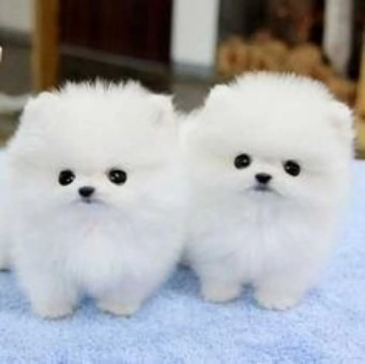 Pomeranian Yavruları