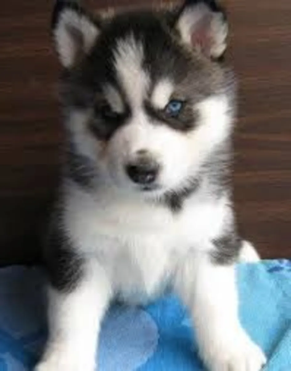 akc kayıtlı siberian husky yavruları