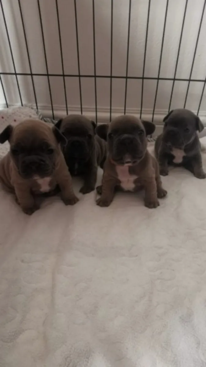 kaliteli AKC kayıtlı Fransız bulldog yavruları
