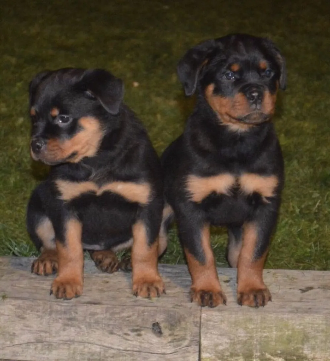 Rottweiler Puppies