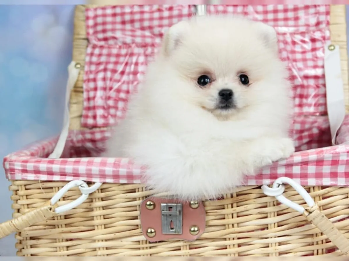 快乐而出色的博美犬幼崽