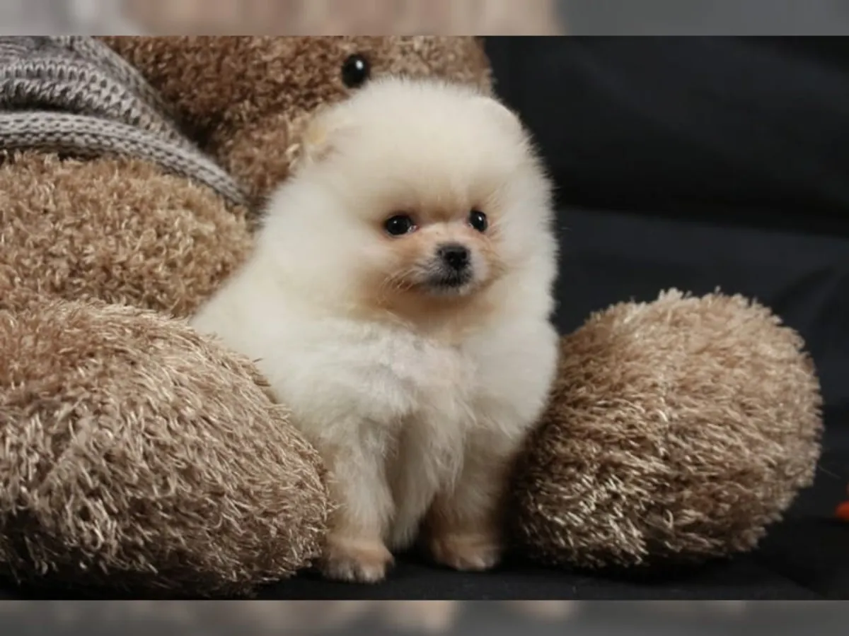 Sağlıklı, mikroçipli Pomeranian yavruları
