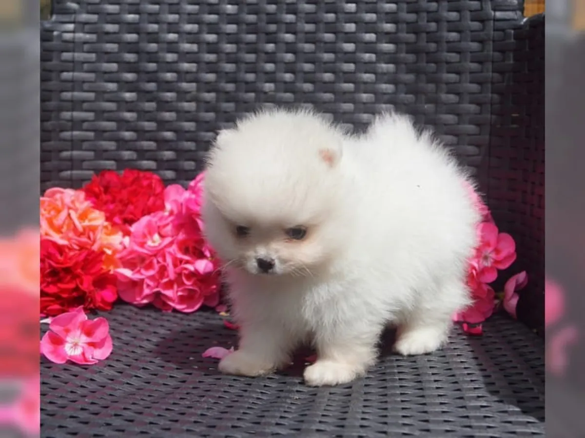 Sağlıklı, mikroçipli Pomeranian yavruları