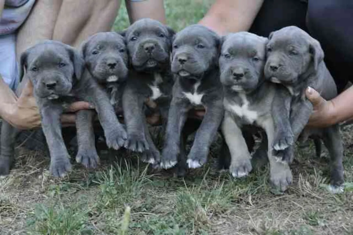 Cachorros Cane Corso en Venta