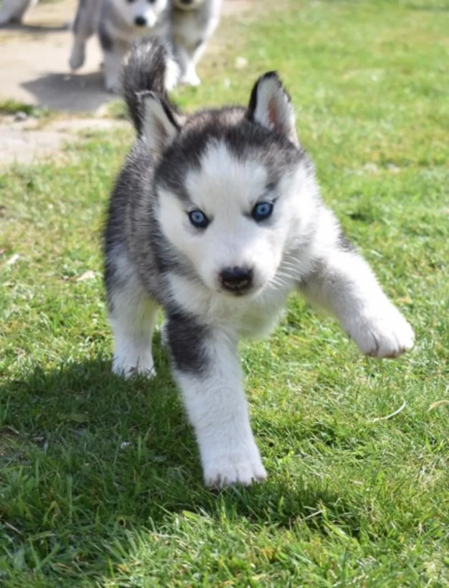 akc kayıtlı siberian husky yavruları