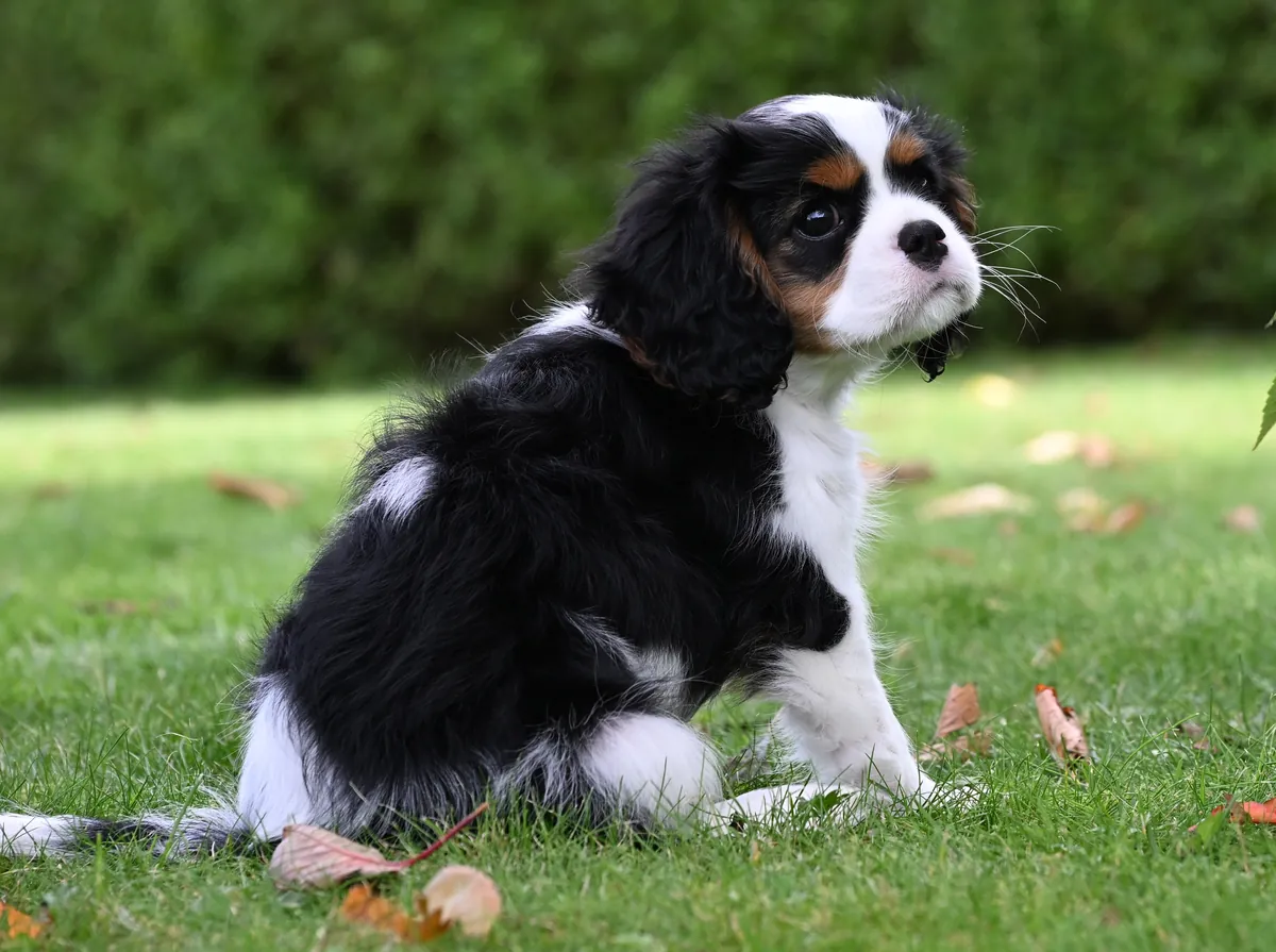 Bu güzel 3 aylık dişi Cavalier King Charles Spaniel yavrusu ile tanışın,