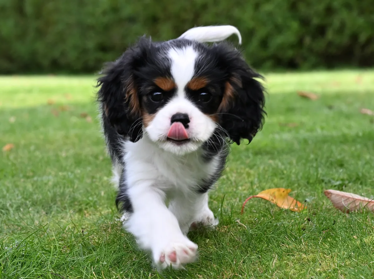Bu güzel 3 aylık dişi Cavalier King Charles Spaniel yavrusu ile tanışın,