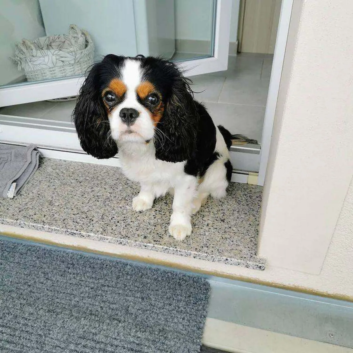 Sevimli erkek cavalier King Charles Spaniel yavrusu