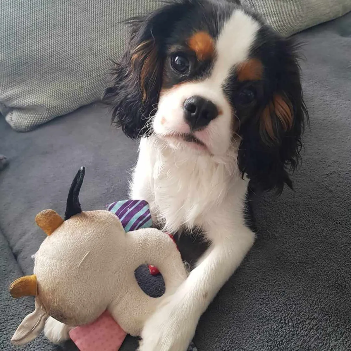 Sevimli erkek cavalier King Charles Spaniel yavrusu