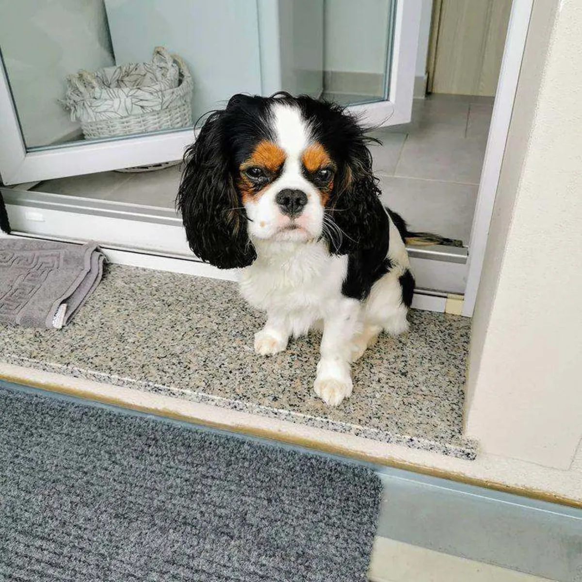 Sevimli erkek cavalier King Charles Spaniel yavrusu