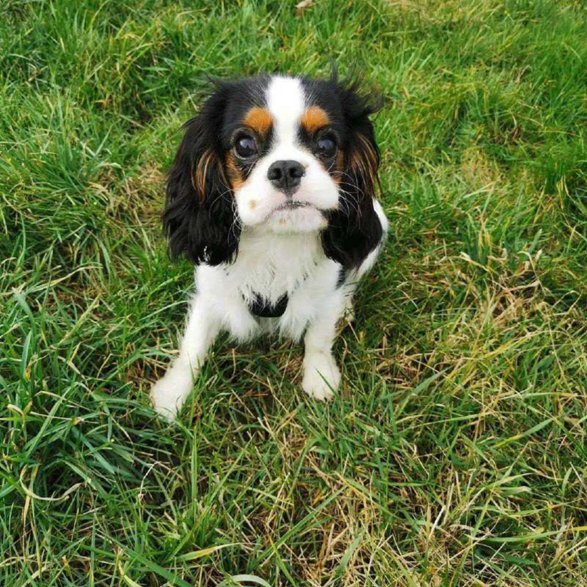 Sevimli erkek cavalier King Charles Spaniel yavrusu