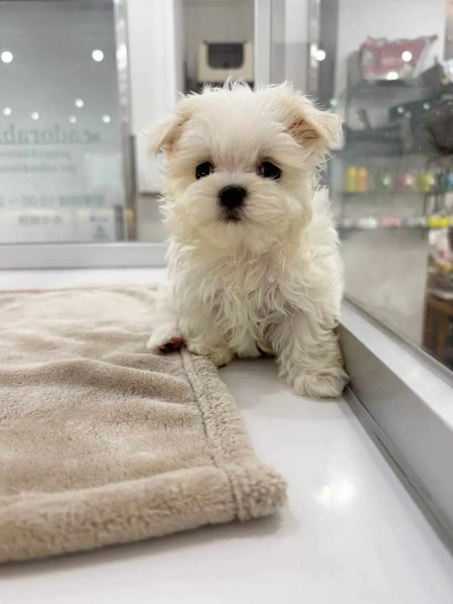 Mia ile Tanışın — Tatlı 3 Aylık Dişi Maltipoo