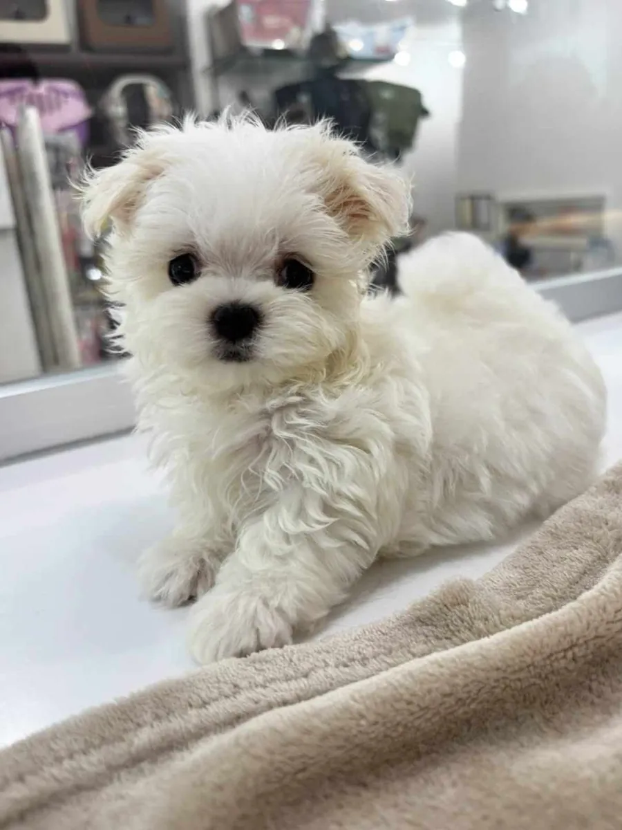 Mia ile Tanışın — Tatlı 3 Aylık Dişi Maltipoo