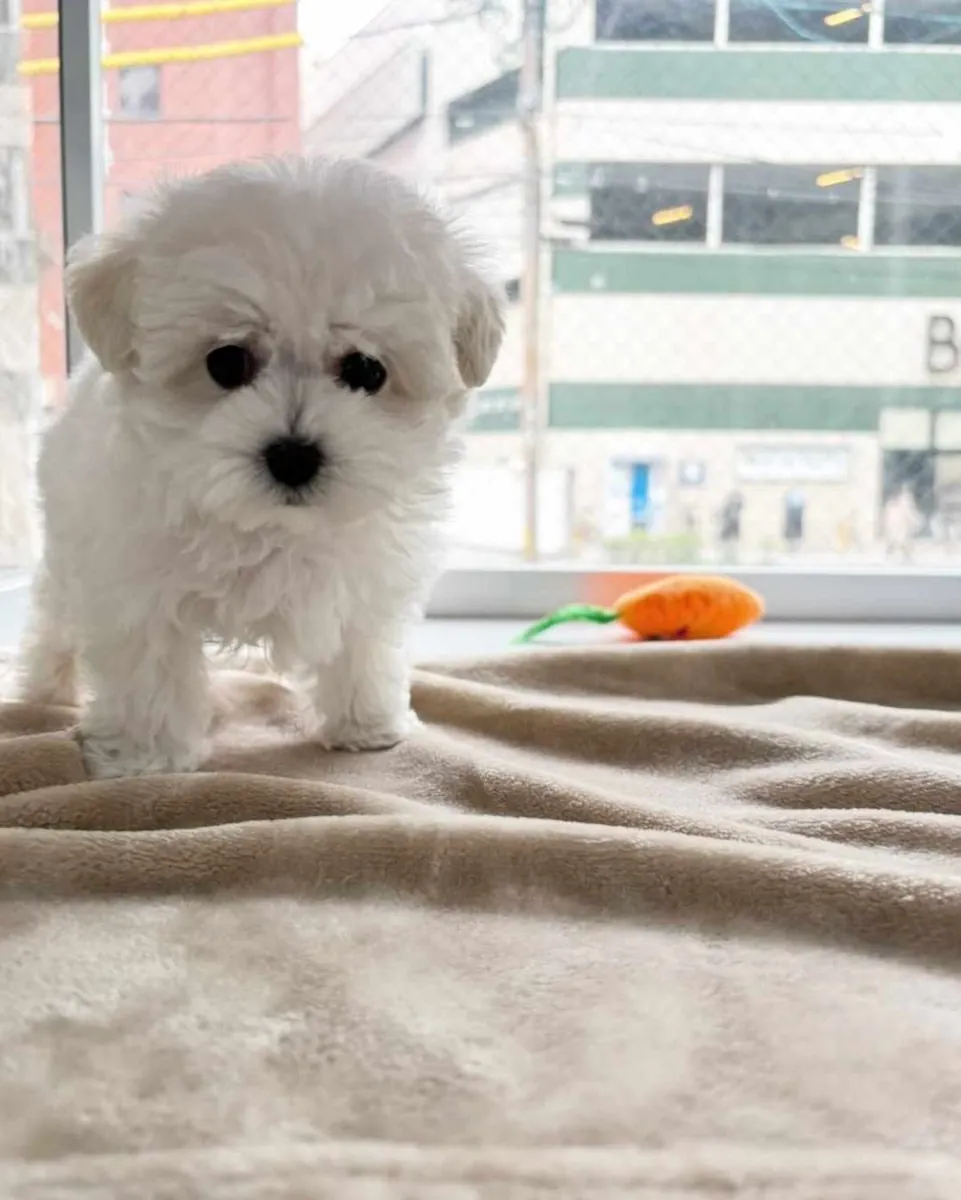 Mia ile Tanışın — Tatlı 3 Aylık Dişi Maltipoo