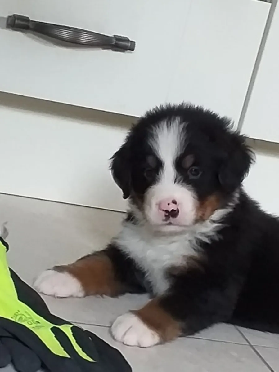 male and female Bernese Mountain pups