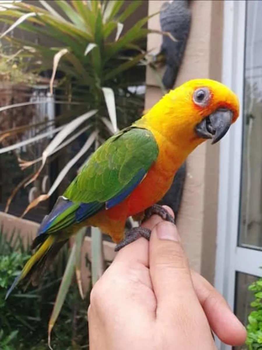 Jeune perroquet de race, de petite taille – cherche une famille aimante