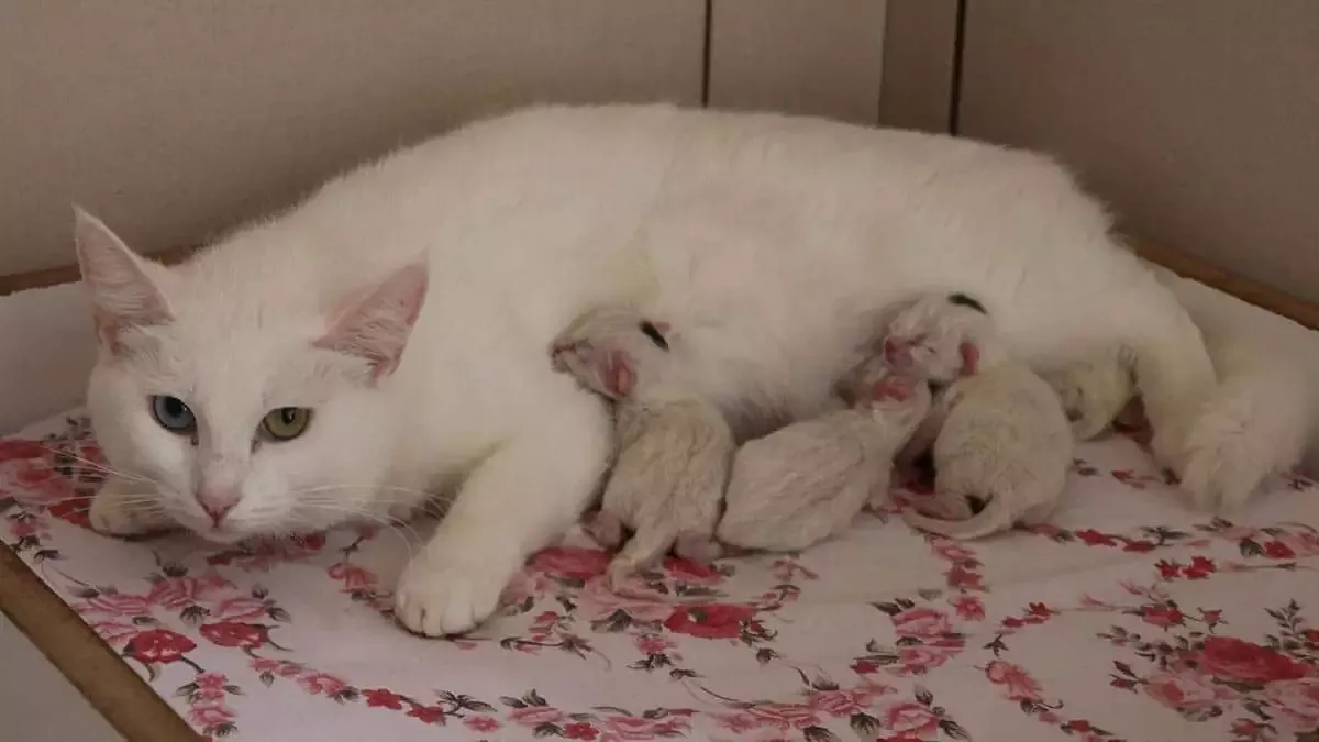 Чистокровные котята породы ван-кот ищут новый дом