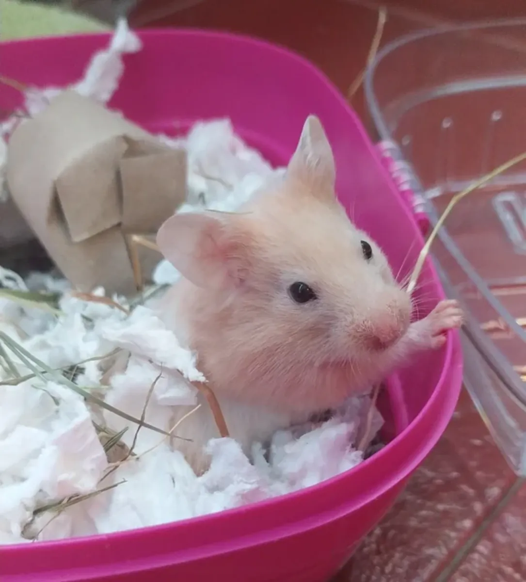 我的中国仓鼠走丢了。