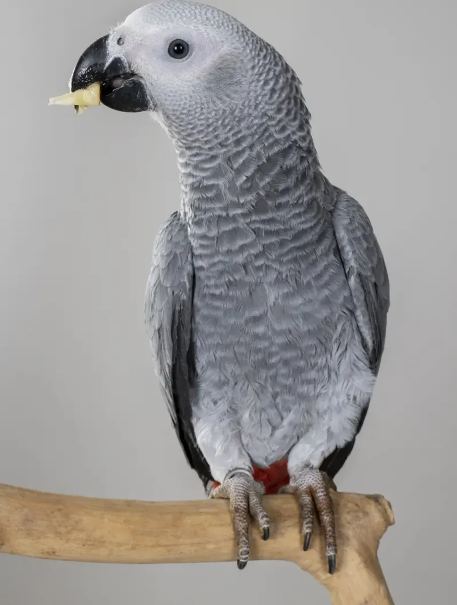 El mejor loro gris africano del mundo