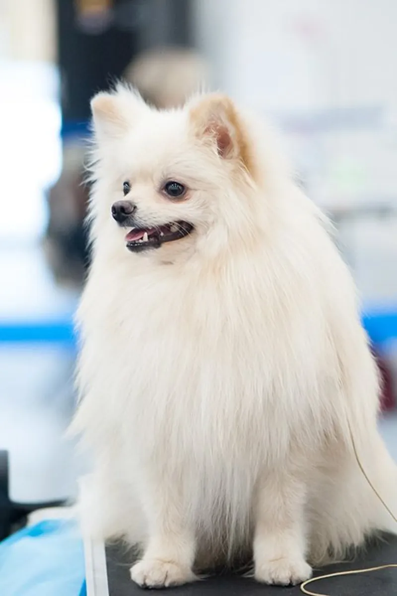 我们的博美幼犬正在寻找伴侣。