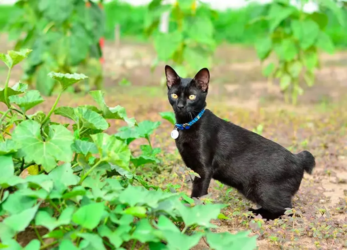 可爱的亚洲猫等待领养