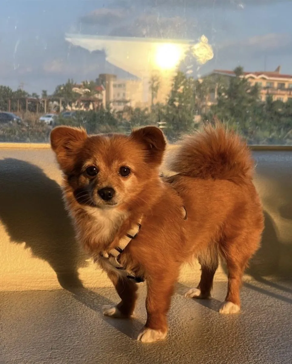 Jeju犬领养｜忠诚且适应力强