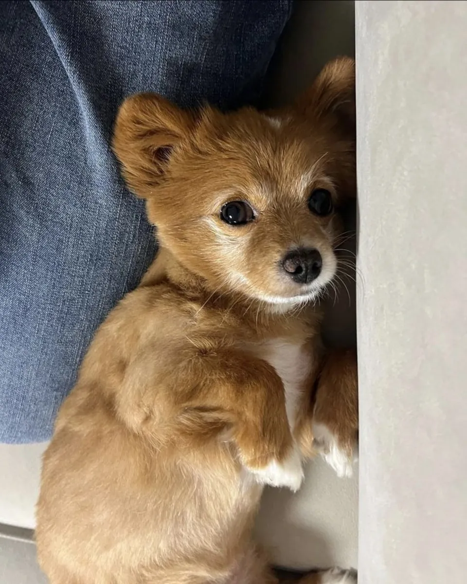 Jeju犬领养｜忠诚且适应力强