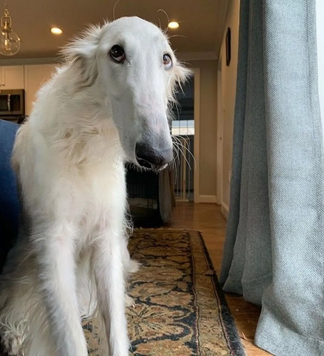 Borzoi犬出售｜高贵优雅的猎犬