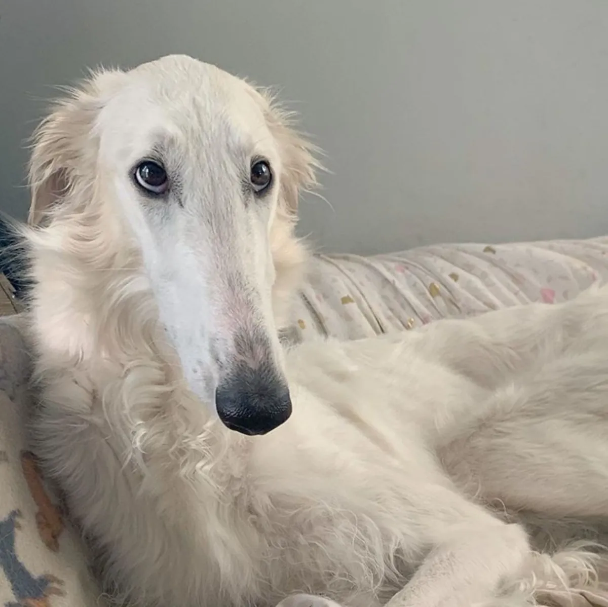 Borzoi犬出售｜高贵优雅的猎犬