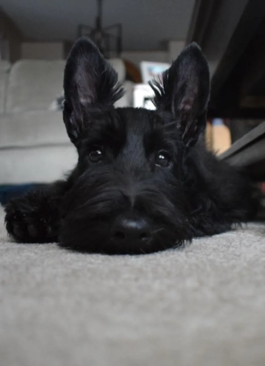 Scottish Terrier走失｜请帮忙寻找