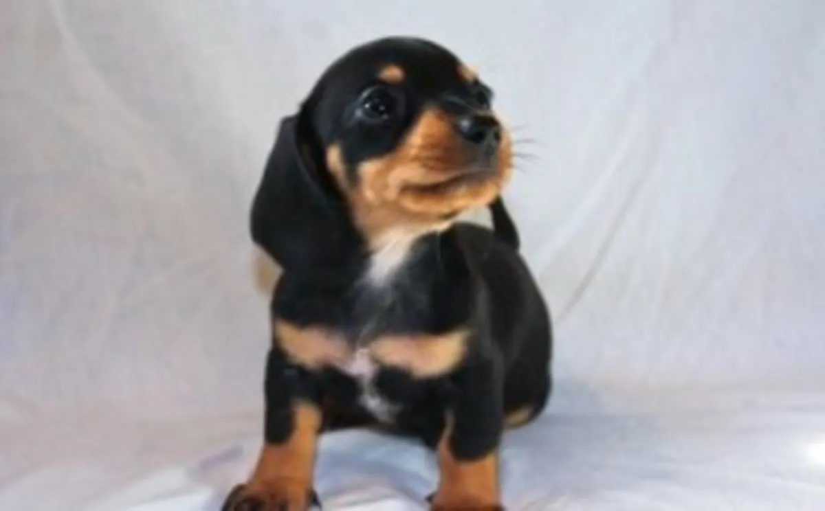 Chiots Mini Dachshunds