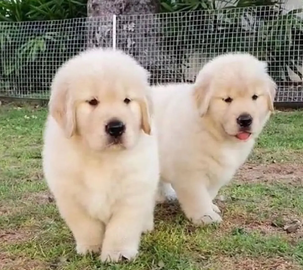 Adorable Golden Retriever Puppy For Adoption