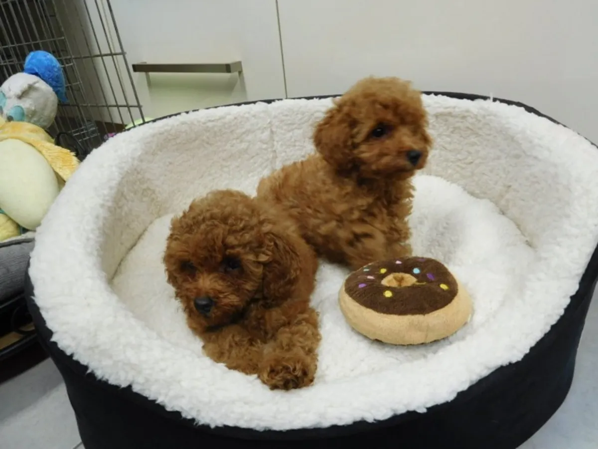 beautiful Toy Poodle pups