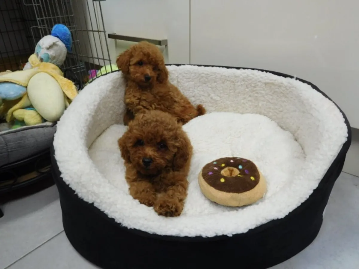 güzel Toy Poodle yavruları