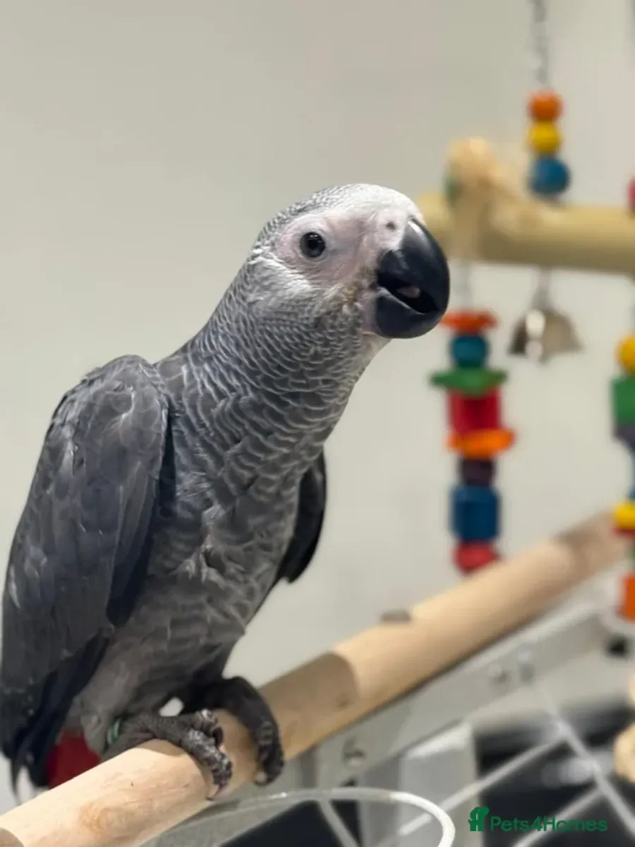 Ручной African Grey 4 месяца с клеткой