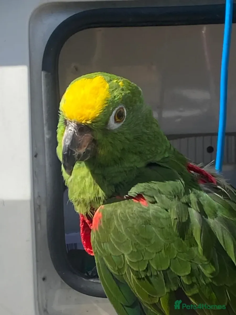 Amazon parrot