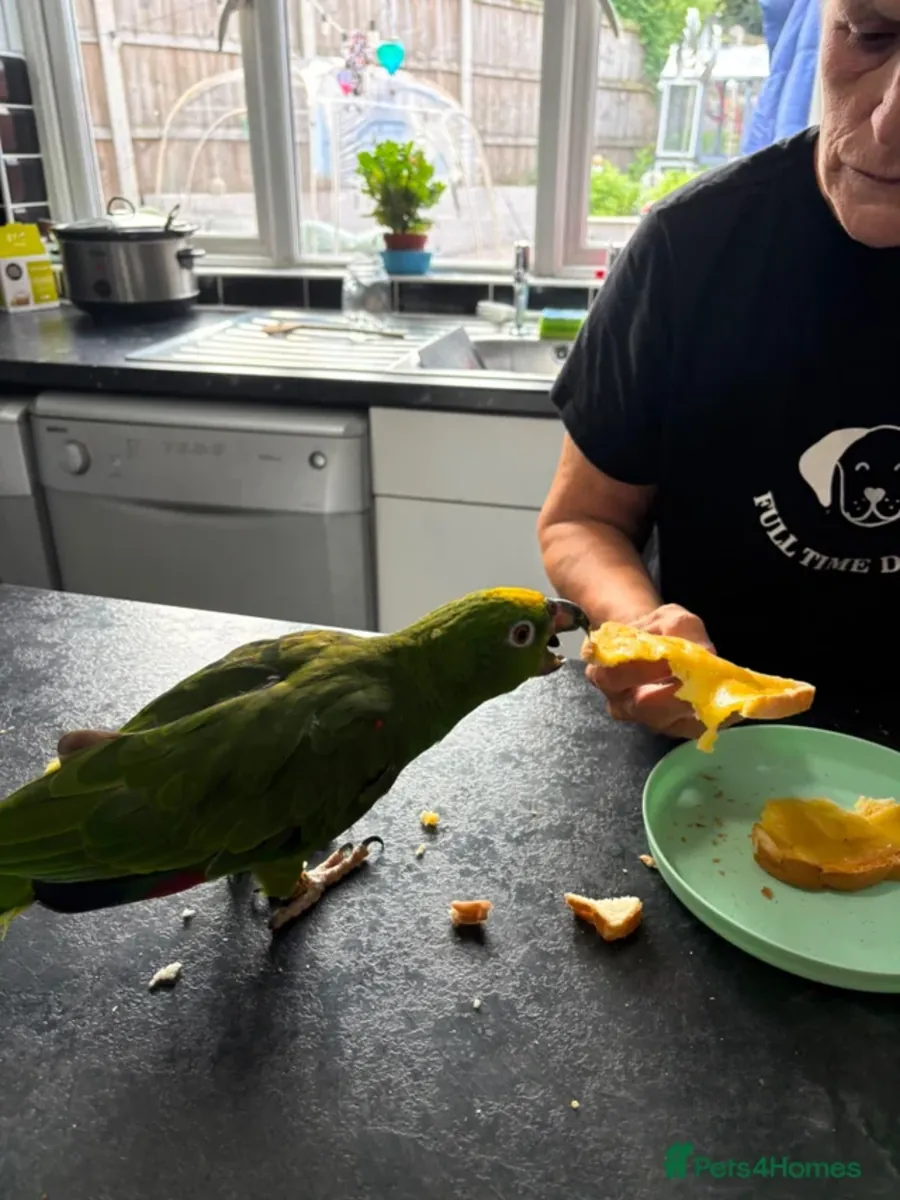 Amazon parrot