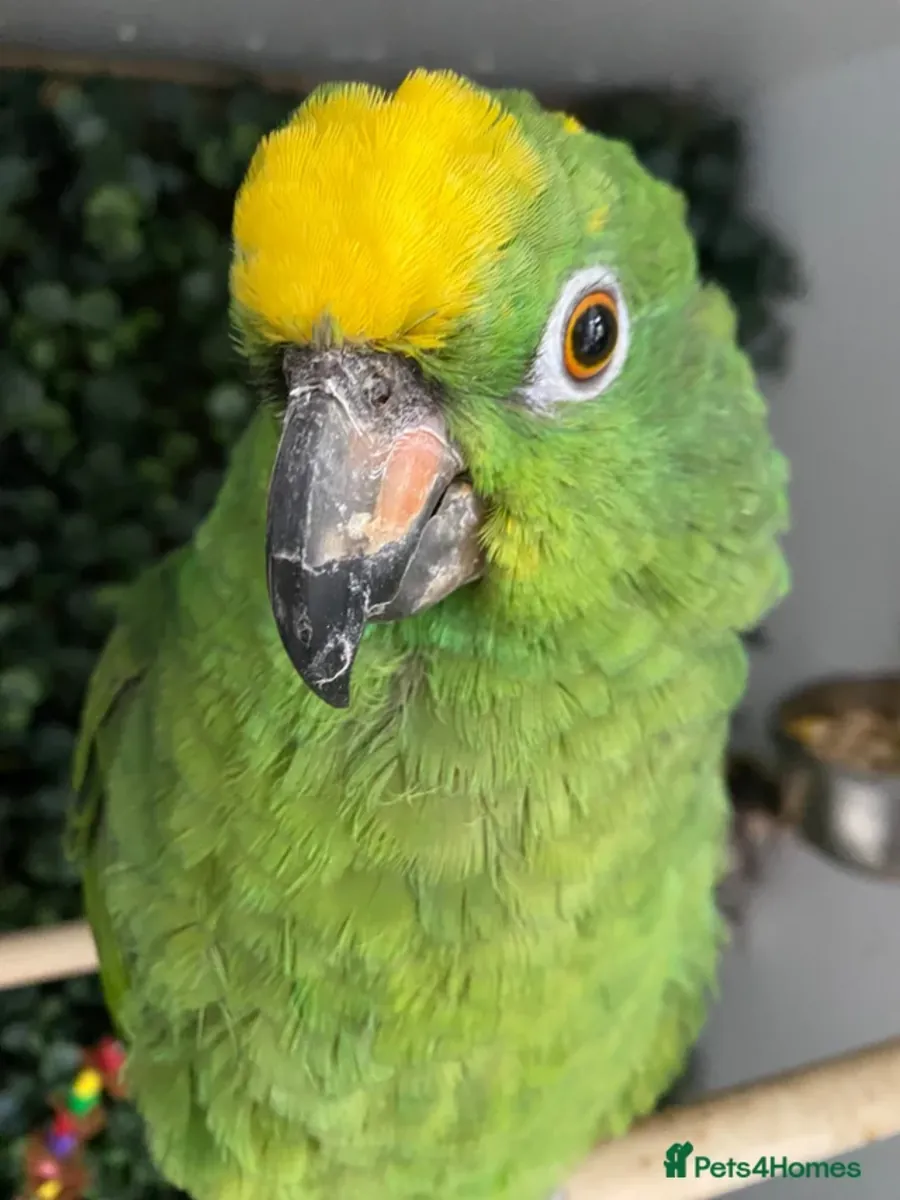 Amazon parrot