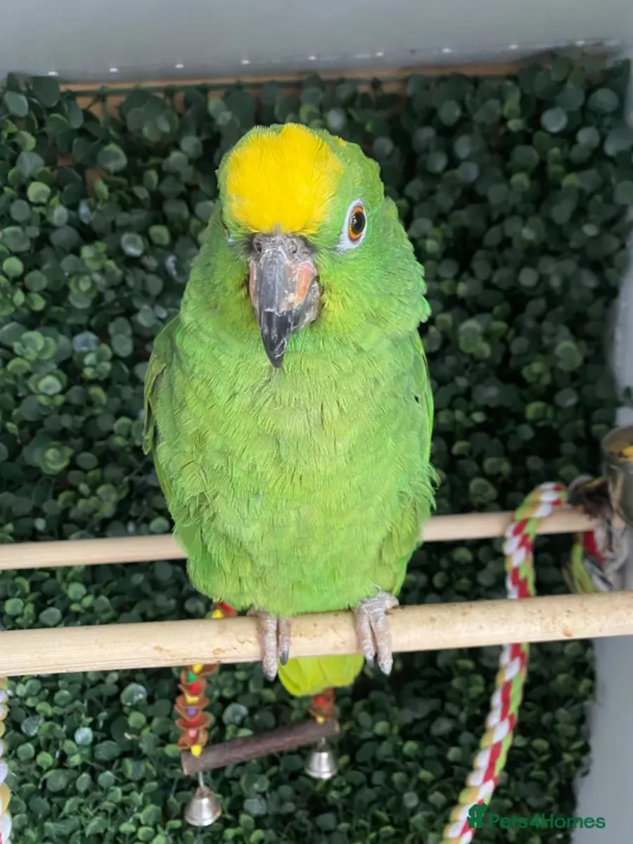 Amazon parrot