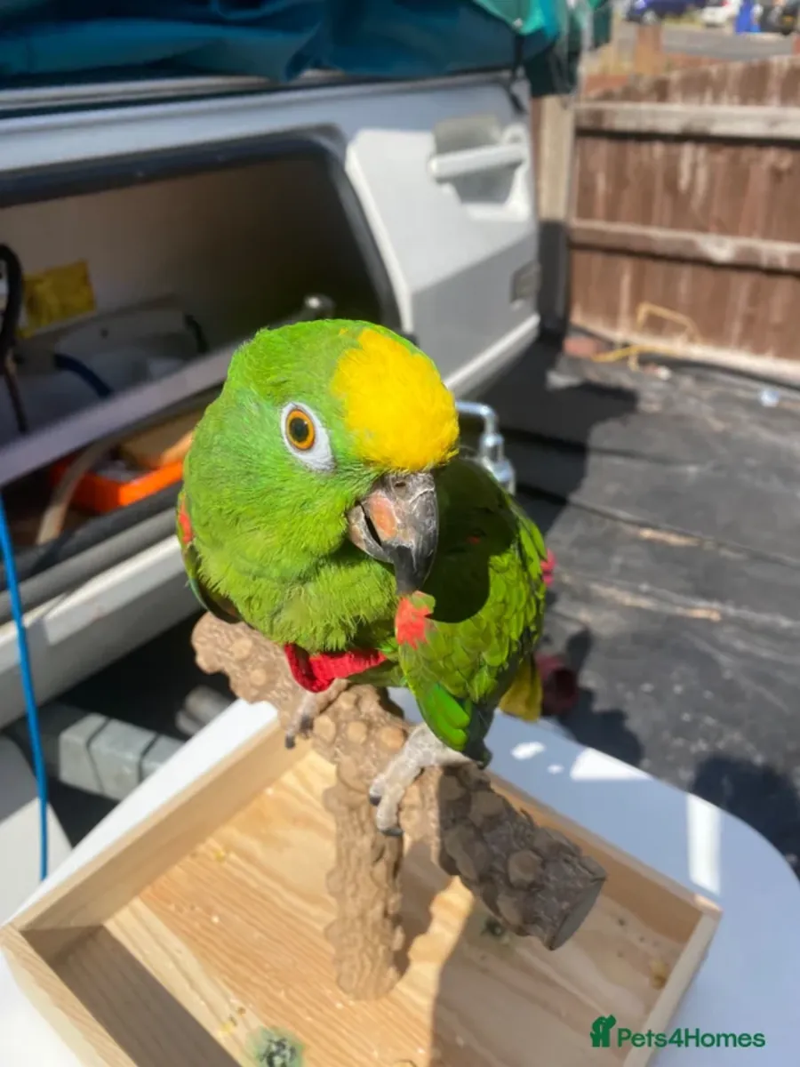 Amazon parrot
