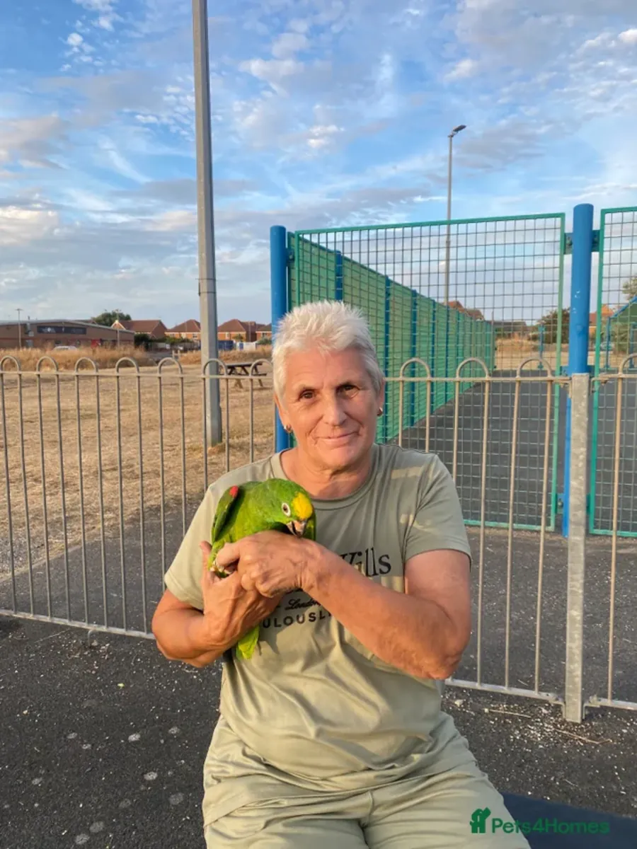Amazon parrot