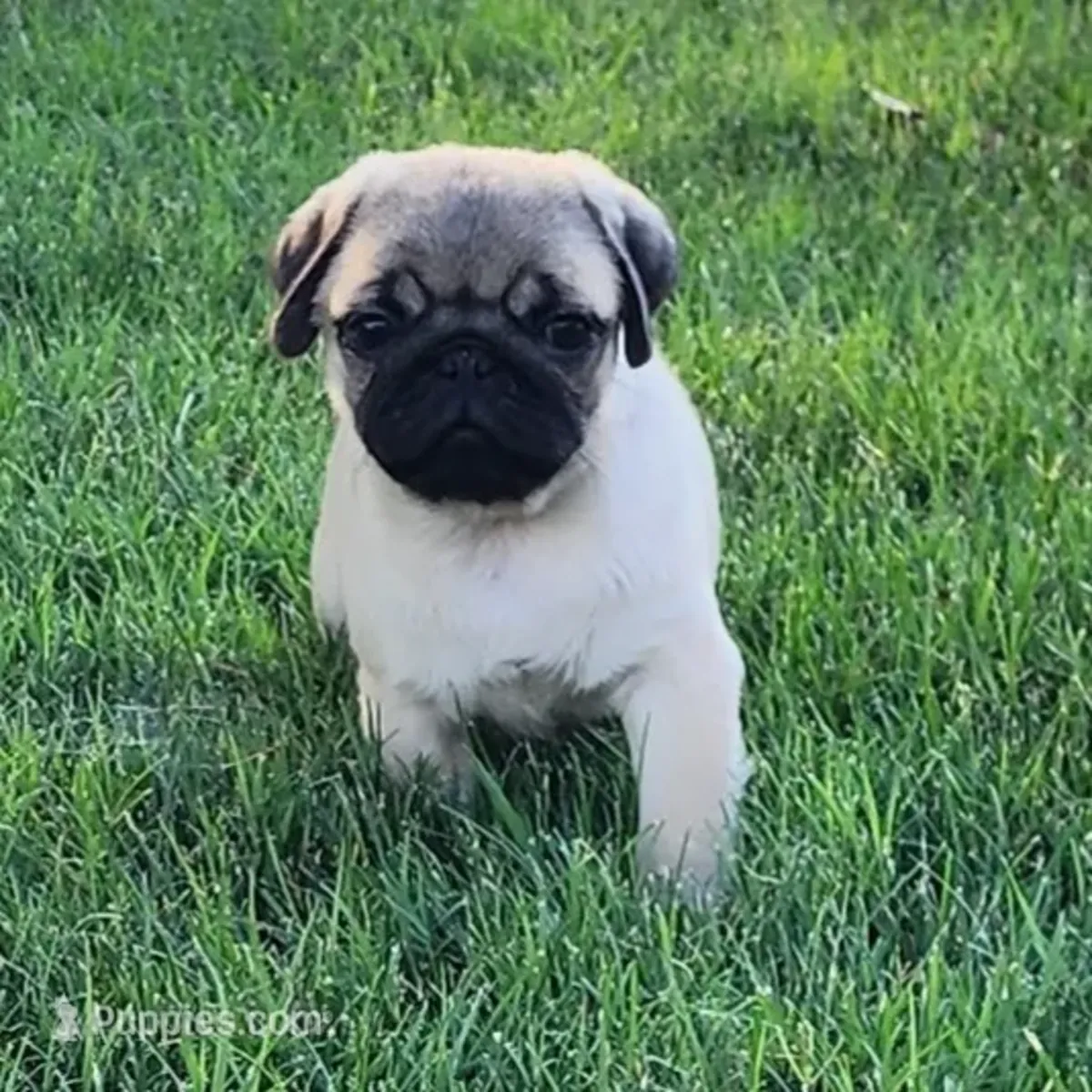 巴哥犬幼崽