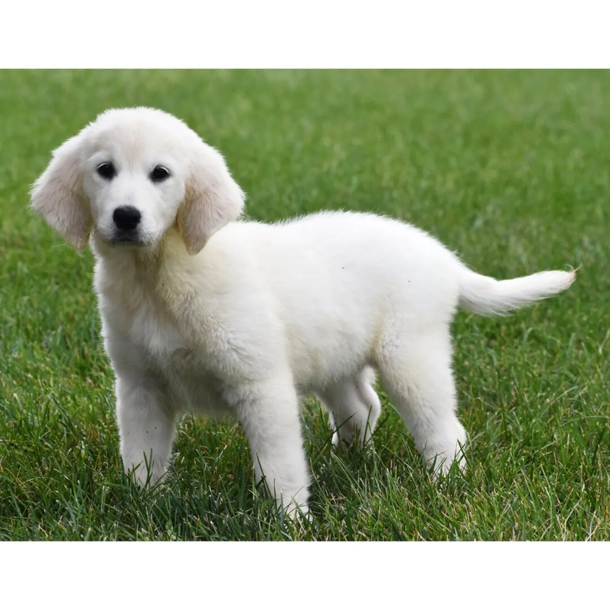 female Golden Retriever Puppy